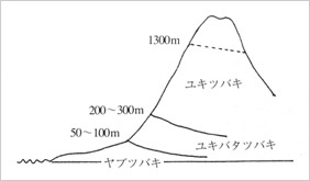 図-6 野生ツバキの垂直分布（富山県）