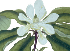 Magnolia fraseri