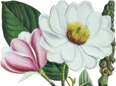 Magnolia campbellii