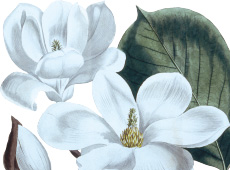 Magnolia denudata