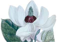 Magnolia sieboldii