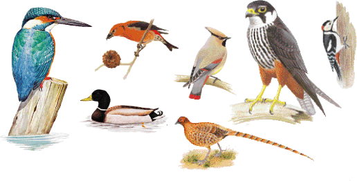 野鳥