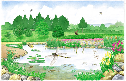 生物相（水辺ビオトープ）