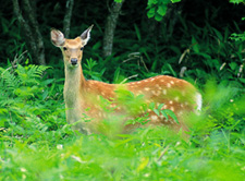 フォトライブラリ（動物・景観）