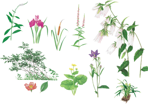 植物（野生の草本・低木）