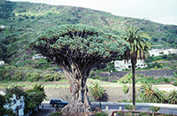 カナリー名物 Dracaena draco