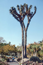 Yucca filifera