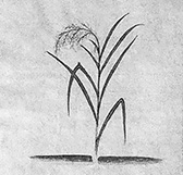 稲の図1