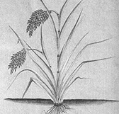 稲の図4