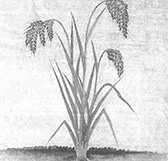 稲の図6