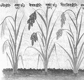 稲の図7