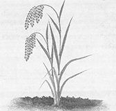 稲の図8