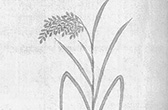 稲の図10