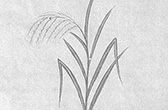 稲の図11