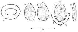 vヤマモモの仁。 a：内果皮、b：仁。 点線は維管束。1：合点（臍を兼ねる）。