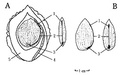 ［図2.］ モモ（A）とアーモンド（B）の仁。 1：臍、2：珠柄の維管束、3：合点、4：内果皮のトンネルと維管束、5：内果皮の割面。