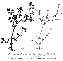 スベリヒユの枝の一部。右側は同じ枝の、節ごとの分枝の仕方を示す模型図。×はそれより先を切り捨てたもの。