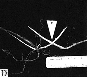 ［Fig. 1. D.］ チガヤの地下茎同士の貫通 (c).Rhizomes of Imperata cylindrica piercing each other (c).