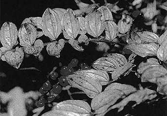 ［Fig. 1］ Coriaria terminalis. Lasangdon, N. Myanmar, 2990-3000m. 8 Aug, 1995. Photo by Takashi Ozaki.