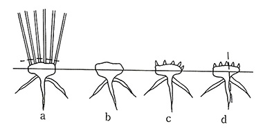 Fig.1　株仕立てのウルシ。 a. 採集前の株。破線のところから切り取って採漆に用いる。 b. 採集後の株。 c. 新芽のふき出した状態。 d. 破線のように鍬または鋭利なナイフで切り、株を二分する。（西岡による）