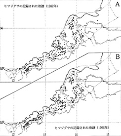 Fig.2. Pools with Nymphaea tetragona.
A: recorded by 1982.
B: recorded by 1998.