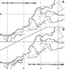 Fig.5. Changes of existence of Nuphar pumilum var. ozeense in between 1982 and 1998. 
A: Newly appeared
B: Disappeared