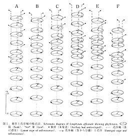 図1. 葉序と花序軸の模式図. Schematic diagram of Symphytum officinale showing phyllotaxis.