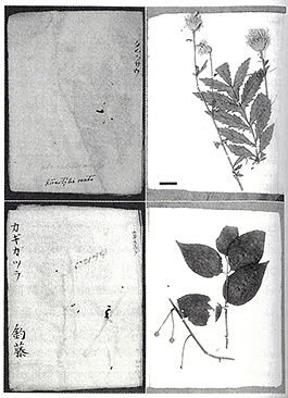 Fig.2　Reference specimens (right) and their folder cover (left). Serratula coronata var. insularis (upper) and Uncaria rhynchophylla (lower). Bar indicates 2cm.