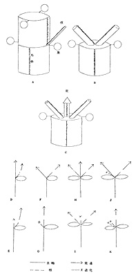 分枝のしかた