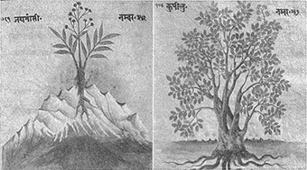 Fig.1. Pages of Bir nighantu showing Nardostachys jatamansi and Strychnos nux-vomica. English translation of Newarese part in text by Mr. R. Shrestha 