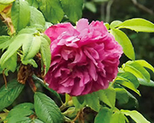 マイカイR. rugosa var. plena の花（北大薬学部附属薬用植物園／2017.7.28）