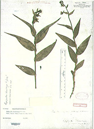 カキラン