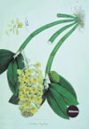 Dendrobium densiflorum