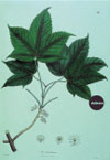 Acer sterculiaceum