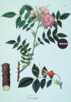 Rosa macrophylla