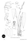 Chrysoglossum reticulatum