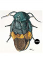A cockroach from Taiwan 台湾産訪花性ゴキブリ