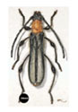 Kurarua rhopalophroides (♀)