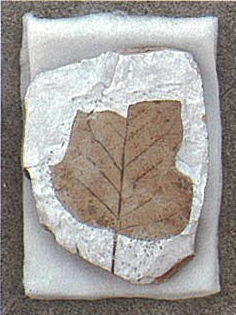 ホンシュウユリノキの化石