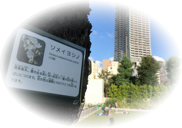 南池袋公園※