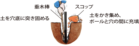 土を穴底に突き固める　土をかき集め、ポールと穴の間に充填