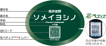 楕円でか字QRラベル
