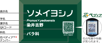 角でか字QRラベル