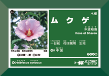 角絵入り花ラベル