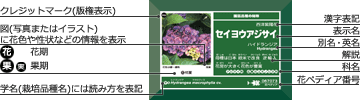 角絵入り花ラベル 園芸品種