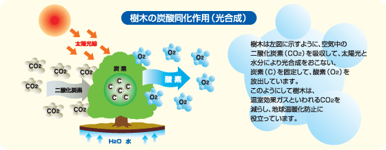 樹木の炭酸同化作用(光合成)