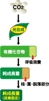 光合成