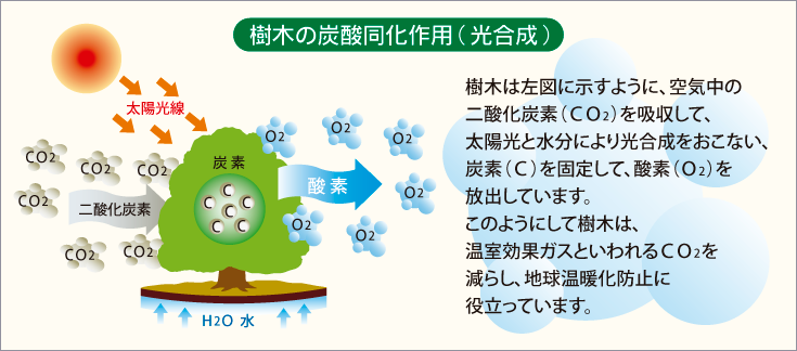 樹木のCO2吸収固定量を見える化！