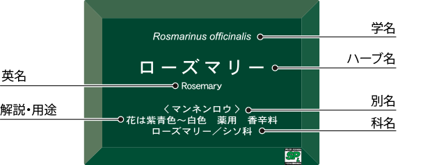 ハーブラベル　シンプルモデル