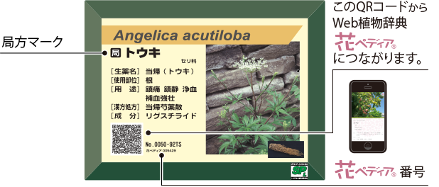 角薬用植物絵入りQRラベル